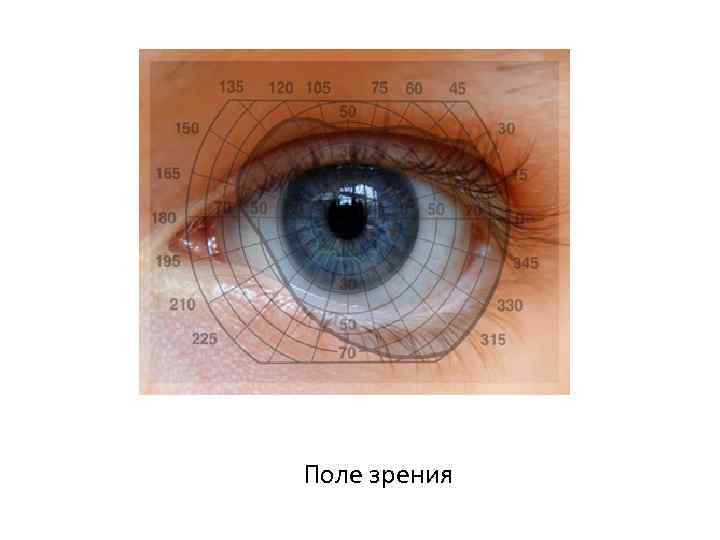 Поле зрения 
