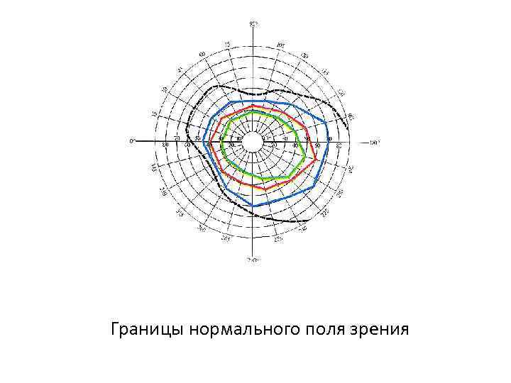 Схема полей зрения в норме рисунок