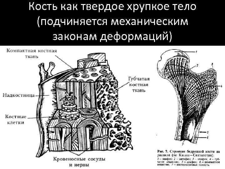 Кость как твердое хрупкое тело (подчиняется механическим законам деформаций) 