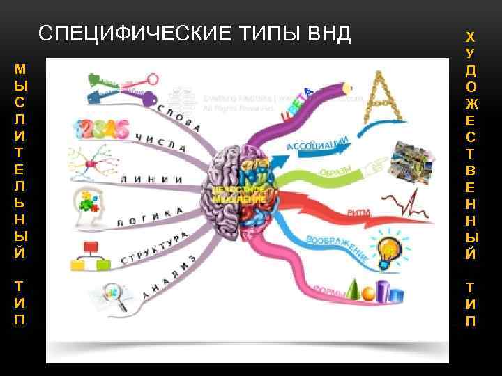 СПЕЦИФИЧЕСКИЕ ТИПЫ ВНД М Ы С Л И Т Е Л Ь Н Ы