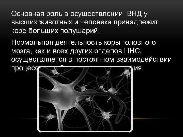 Основная роль в осуществлении ВНД у высших животных и человека принадлежит коре больших полушарий.