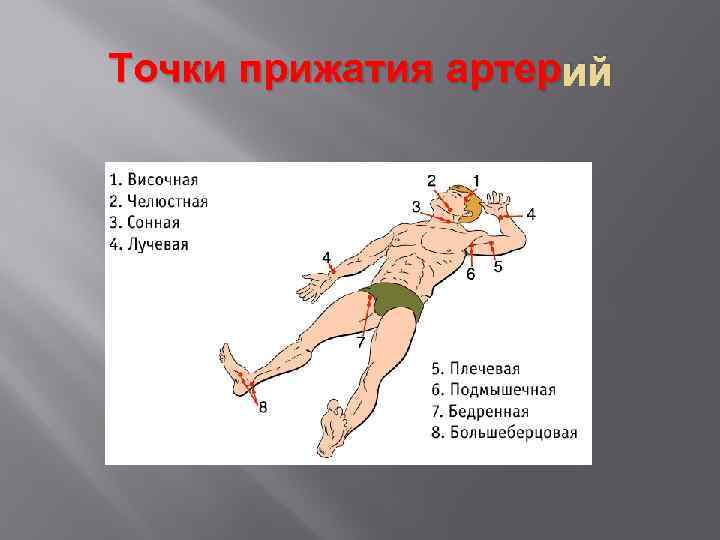 Точки прижатия артер ий 