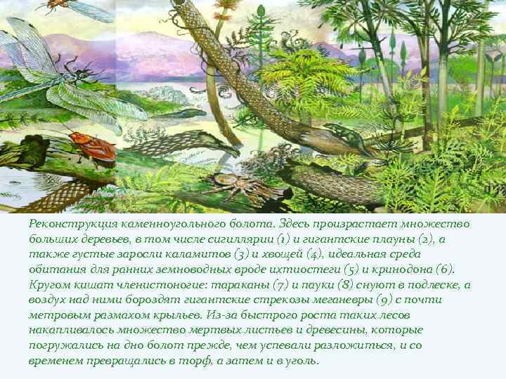 На рисунке изображена реконструкция растения произраставшего около 350 млн лет назад