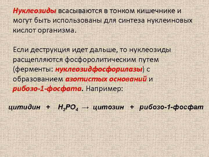 Нуклеозиды всасываются в тонком кишечнике и могут быть использованы для синтеза нуклеиновых кислот организма.