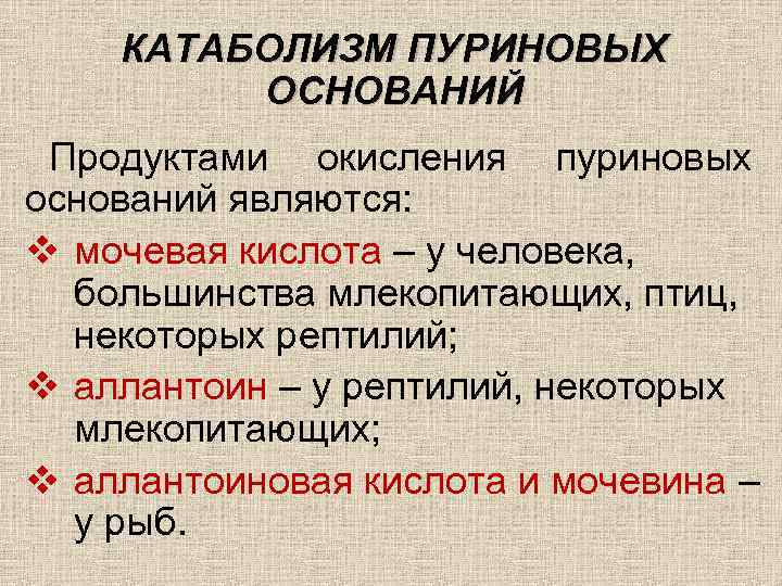 КАТАБОЛИЗМ ПУРИНОВЫХ ОСНОВАНИЙ Продуктами окисления пуриновых оснований являются: v мочевая кислота – у человека,