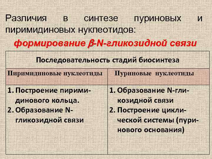 Различия в синтезе пуриновых и пиримидиновых нуклеотидов: формирование -N-гликозидной связи Последовательность стадий биосинтеза Пиримидиновые