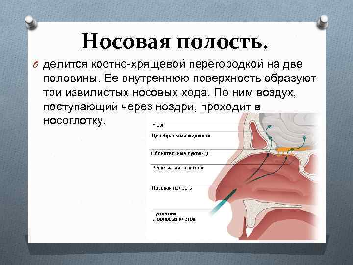 Вдыхаемый воздух в носовой полости благодаря густой сети капилляров в ее стенках обеззараживается