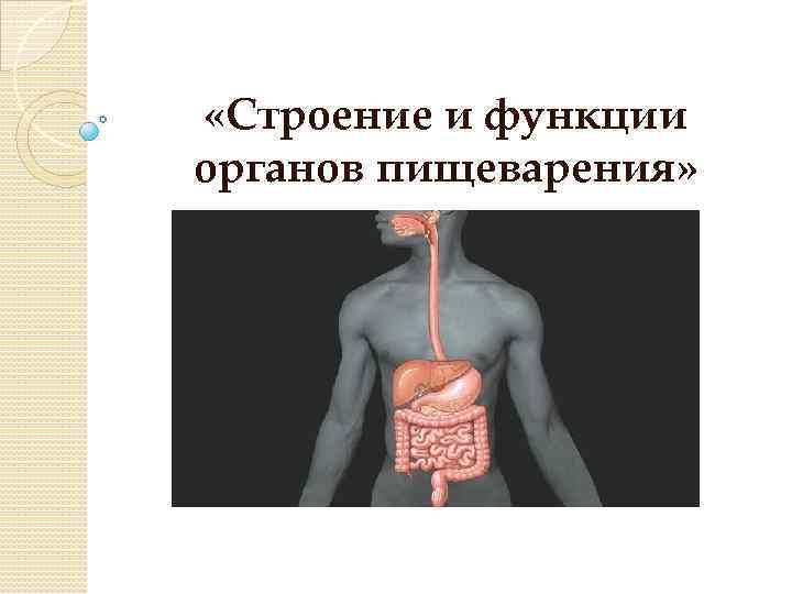 Органы организма функция. Строение и функции органов пищеварения. Органы пищеварения и роль анатомия. Пищеварительная система строение и функции 6 класс. Функция всех органов пищеварительной системы кратко.