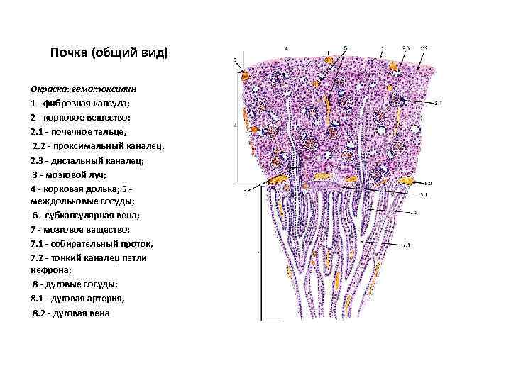 Почка (общий вид) Окраска: гематоксилин 1 - фиброзная капсула; 2 - корковое вещество: 2.
