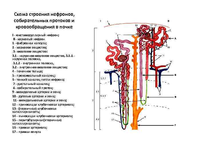 Схема строения нефронов, собирательных протоков и кровообращения в почке I - юкстамедуллярный нефрон; II