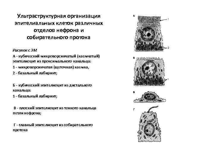 Ультраструктурная организация эпителиальных клеток различных отделов нефрона и собирательного протока Рисунок с ЭМ А