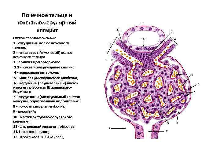 Почечное тельце состоит из