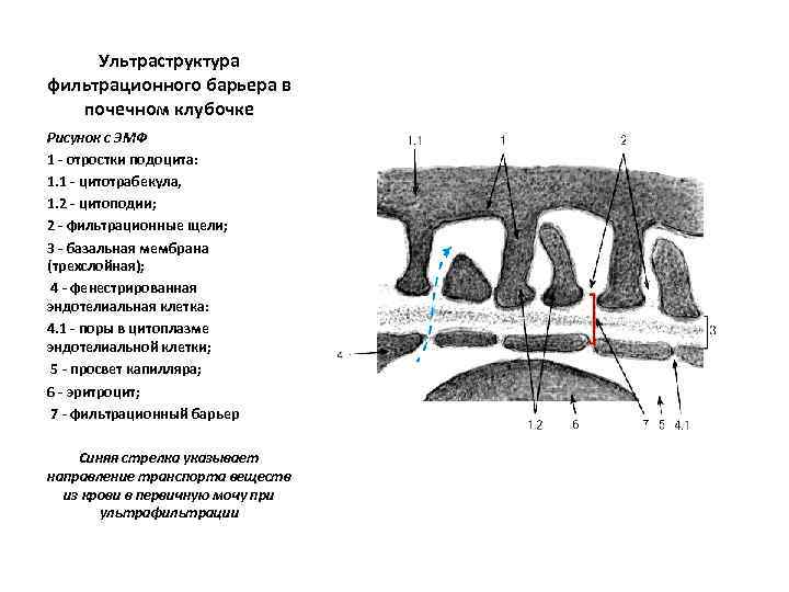 Фильтрационная мембрана почки схема