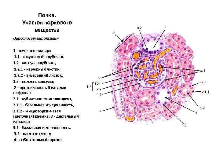 Почка гистология рисунок с подписями