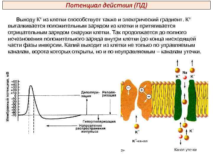 Потенциал действия (ПД) Выходу К+ из клетки способствует также и электрический градиент. К+ выталкивается