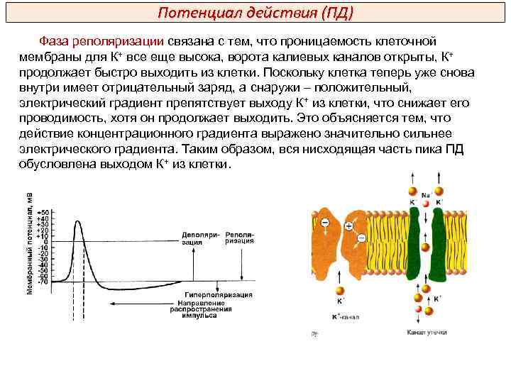 Потенциал действия (ПД) Фаза реполяризации связана с тем, что проницаемость клеточной мембраны для К+