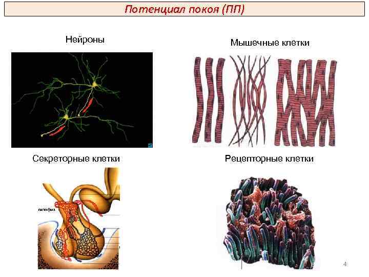 Потенциал покоя (ПП) Нейроны Секреторные клетки Мышечные клетки Рецепторные клетки 4 