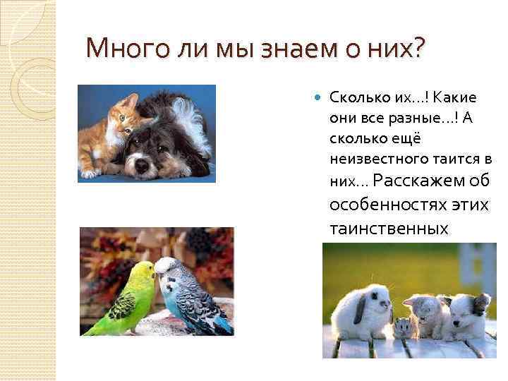 Много ли мы знаем о них? Сколько их…! Какие они все разные…! А сколько