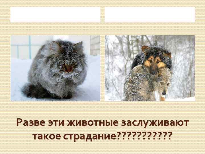 Разве эти животные заслуживают такое страдание? ? ? 