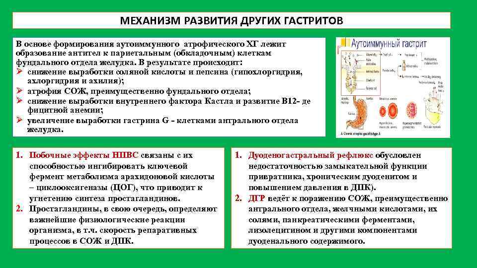 МЕХАНИЗМ РАЗВИТИЯ ДРУГИХ ГАСТРИТОВ В основе формирования аутоиммунного атрофического ХГ лежит образование антител к