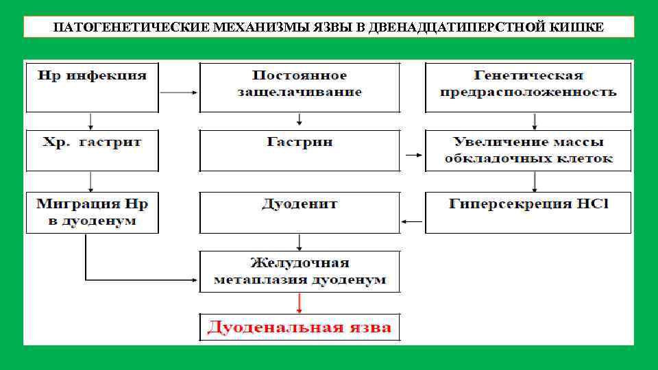 ПАТОГЕНЕТИЧЕСКИЕ МЕХАНИЗМЫ ЯЗВЫ В ДВЕНАДЦАТИПЕРСТНОЙ КИШКЕ 