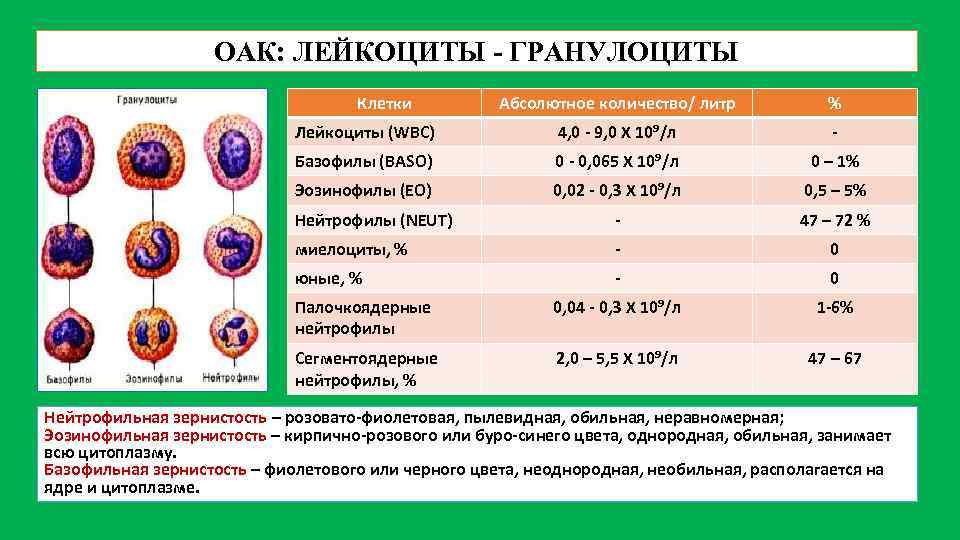 Гранулоциты норма у женщин. Лейкоциты в ОАК. Абсолютное количество гранулоцитов. Количество гранулоцитов. Гранулоциты абсолютное количество норма.