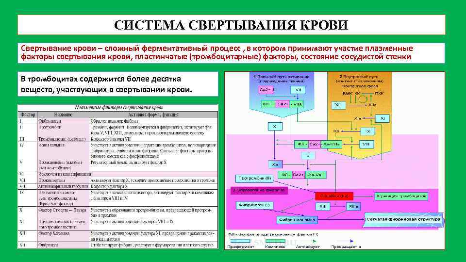 Рассмотрите рисунок на котором представлена схема свертывания крови название какого образования