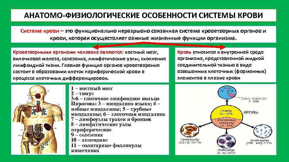 Для общего плана строения кроветворных органов не характерны признаки