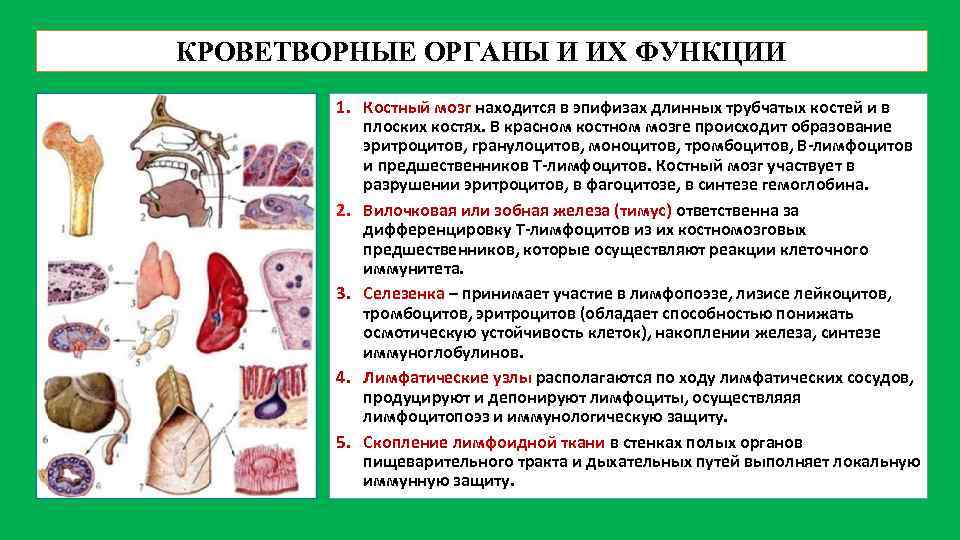 КРОВЕТВОРНЫЕ ОРГАНЫ И ИХ ФУНКЦИИ 1. Костный мозг находится в эпифизах длинных трубчатых костей
