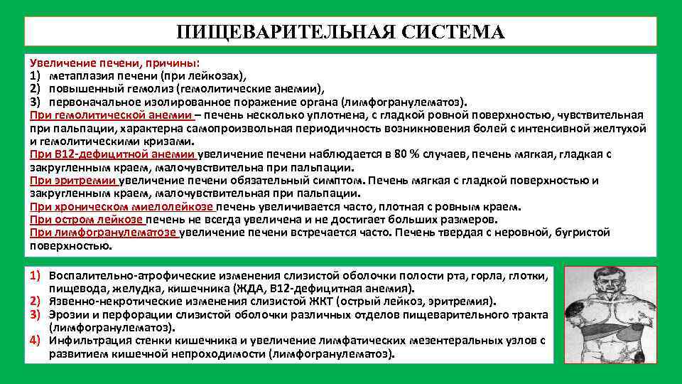 ПИЩЕВАРИТЕЛЬНАЯ СИСТЕМА Увеличение печени, причины: 1) метаплазия печени (при лейкозах), 2) повышенный гемолиз (гемолитические