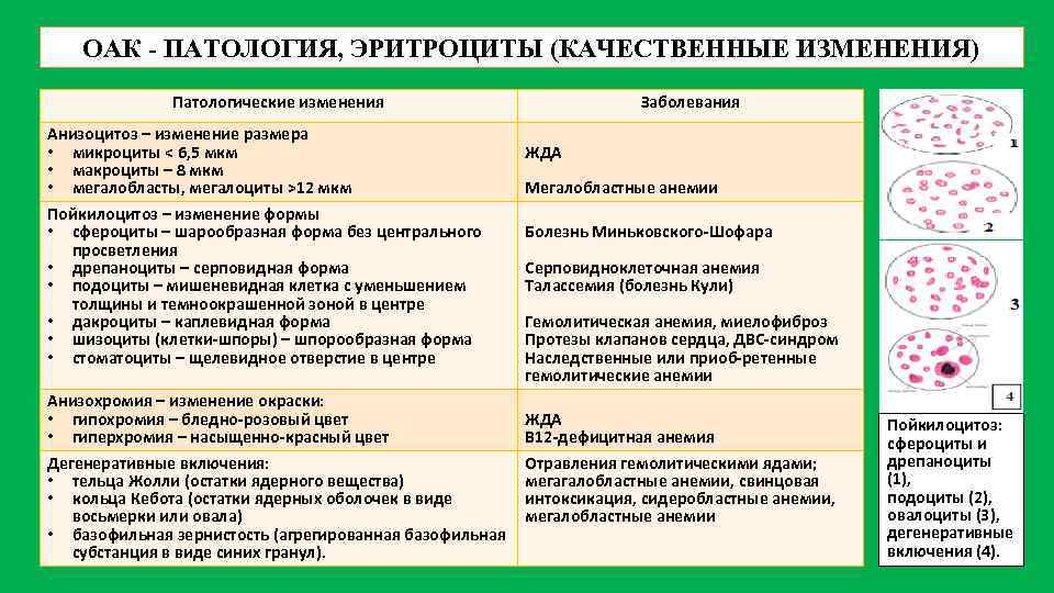 Как изменяется картина крови при анемии