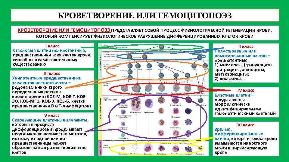 Деление клеток крови. Схема гемопоэза эритроцитов. Гемопоэз современная схема кроветворения. Классы клеток схемы кроветворения. Клетки предшественники гемопоэза.