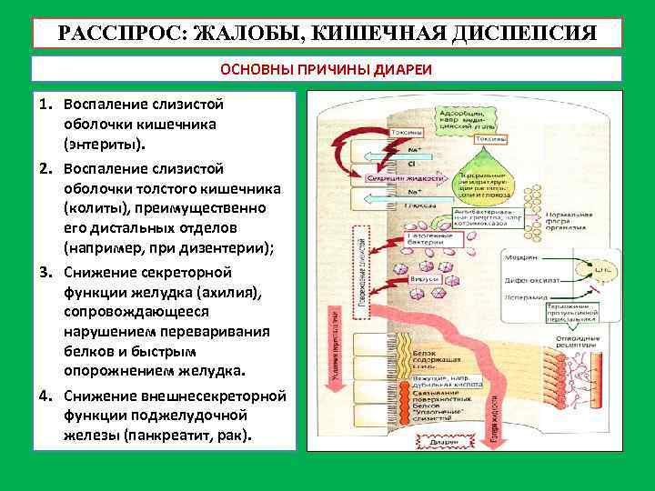 Максимальная площадь слизистой оболочки пищеварительной системы человека