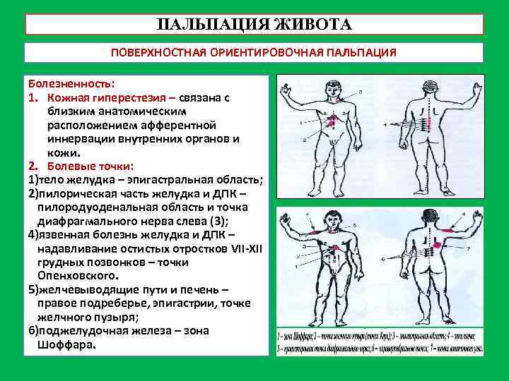 Нарисовать топографическое расположение отделов толстого кишечника при глубокой пальпации живота