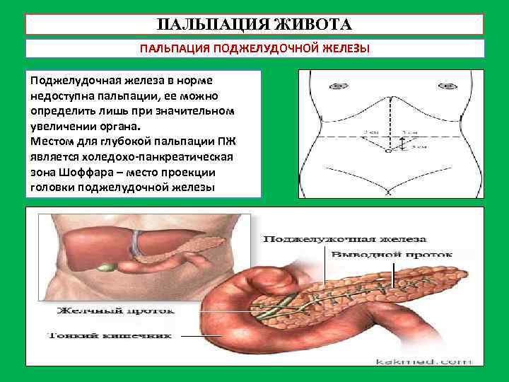 ПАЛЬПАЦИЯ ЖИВОТА ПАЛЬПАЦИЯ ПОДЖЕЛУДОЧНОЙ ЖЕЛЕЗЫ Поджелудочная железа в норме недоступна пальпации, ее можно определить