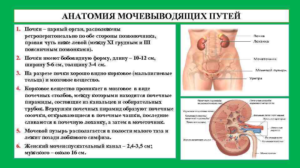 Почки с мочеточниками фото схема