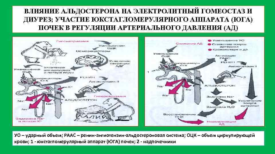 ВЛИЯНИЕ АЛЬДОСТЕРОНА НА ЭЛЕКТРОЛИТНЫЙ ГОМЕОСТАЗ И ДИУРЕЗ; УЧАСТИЕ ЮКСТАГЛОМЕРУЛЯРНОГО АППАРАТА (ЮГА) ПОЧЕК В РЕГУЛЯЦИИ