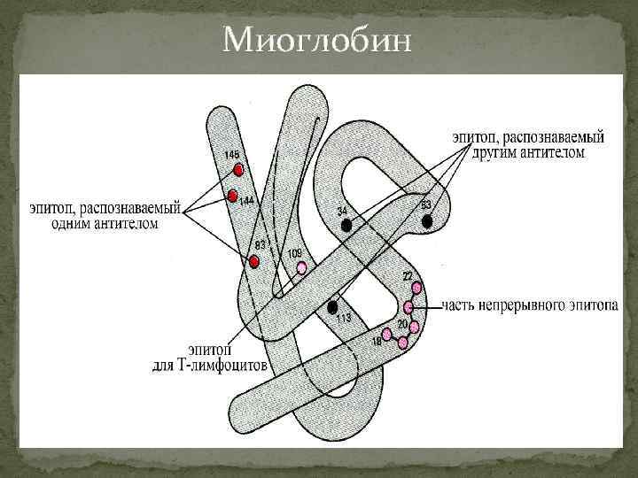 Миоглобин 