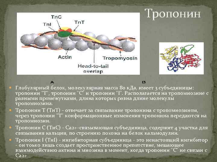 Тропонин i