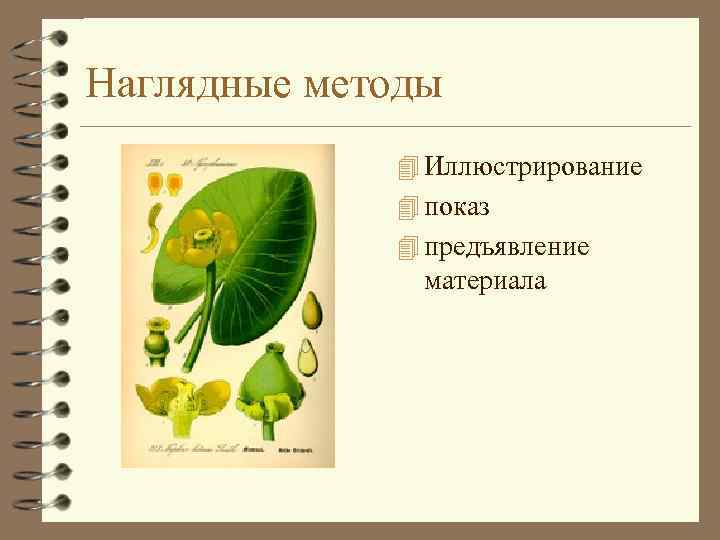 Наглядные методы 4 Иллюстрирование 4 показ 4 предъявление материала 
