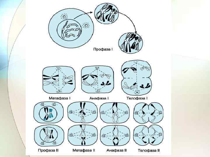 Фазы мейоза таблица с рисунком