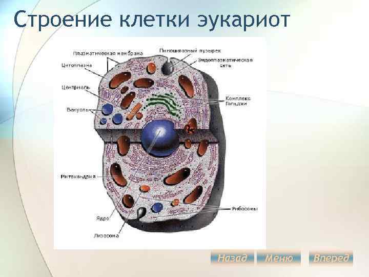 Клетки эукариот 1. Строение клетки эукариот. Строение эукариот. Клетки высших эукариот. Внутреннее строение клетки эукариот.