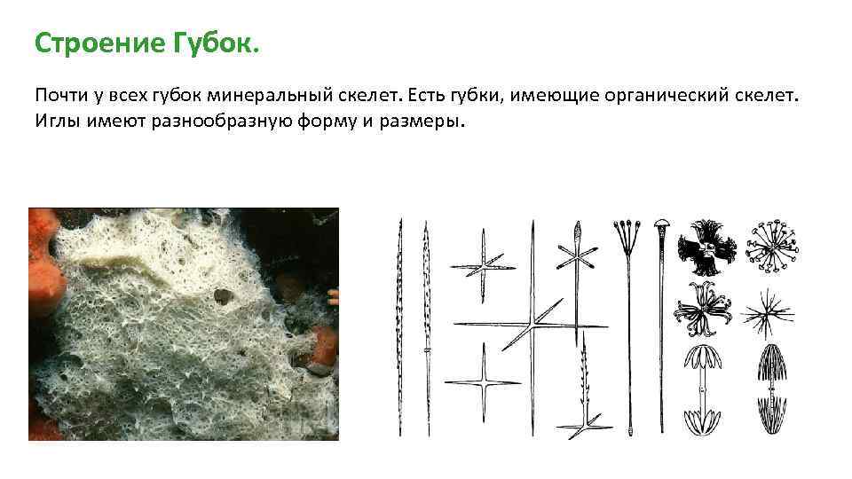 Строение Губок. Почти у всех губок минеральный скелет. Есть губки, имеющие органический скелет. Иглы