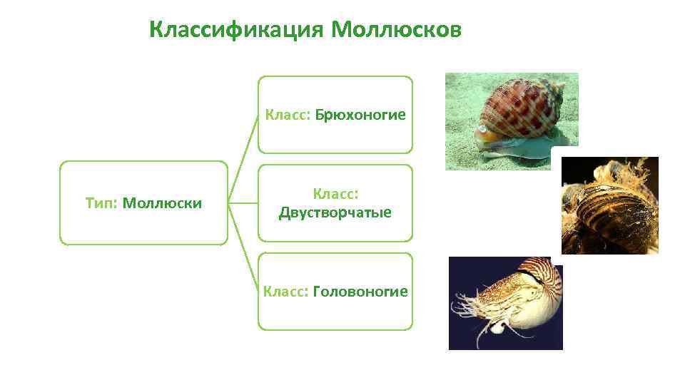 Класс моллюски примеры
