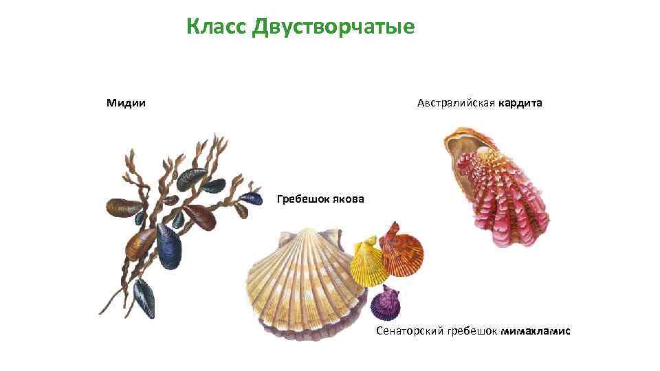 Класс Двустворчатые Мидии Австралийская кардита Гребешок якова Сенаторский гребешок мимахламис 