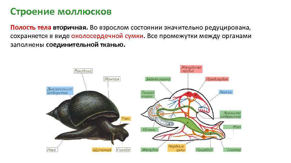 Строение тела моллюсков