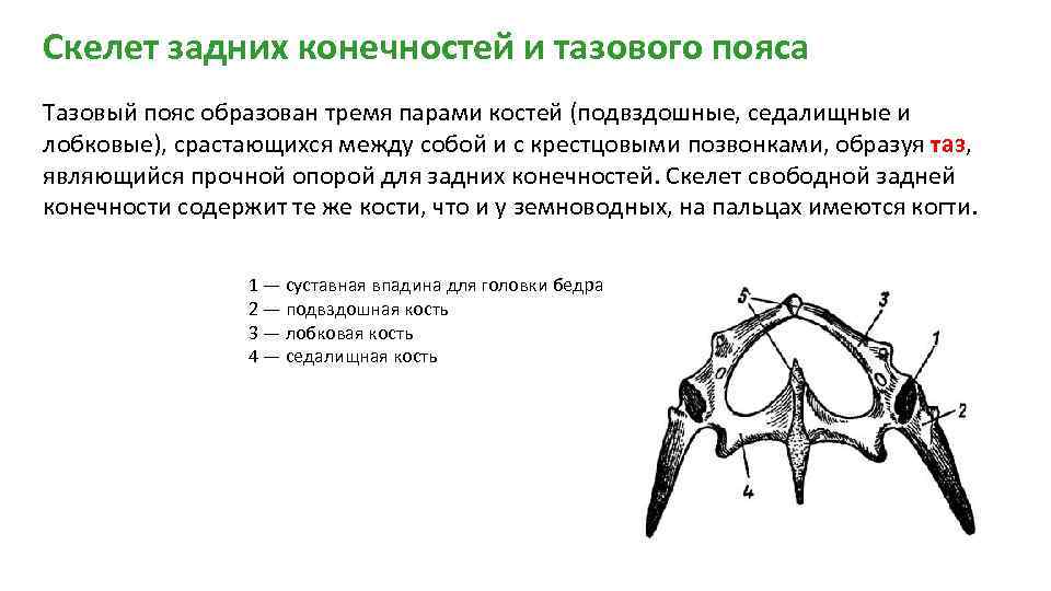 Скелет задних конечностей и тазового пояса Тазовый пояс образован тремя парами костей (подвздошные, седалищные