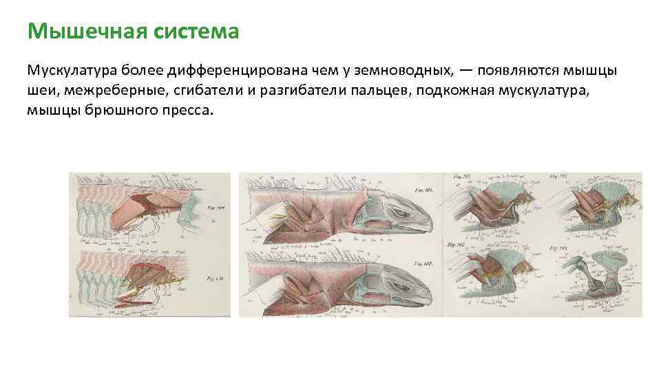 Мышцы ящерицы. Мышечная система пресмыкающихся. Пресмыкающиеся мускулатура. Мускулатура ящерицы. Мышечная система ящерицы.