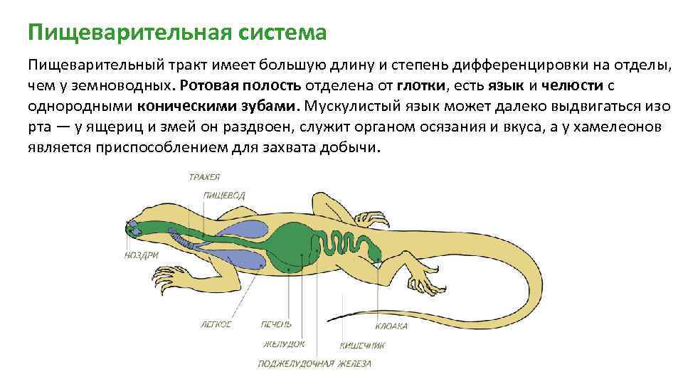 Опорная система рептилий