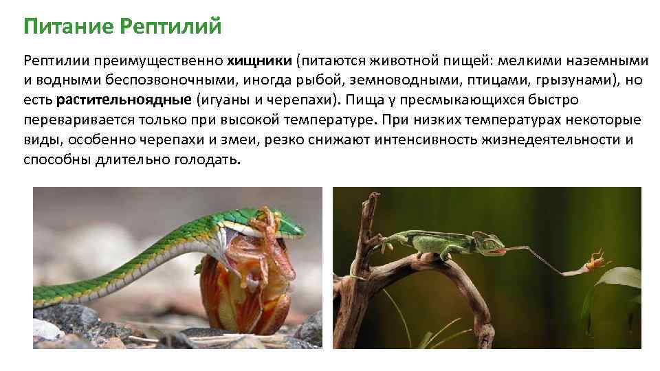 Питание Рептилий Рептилии преимущественно хищники (питаются животной пищей: мелкими наземными и водными беспозвоночными, иногда
